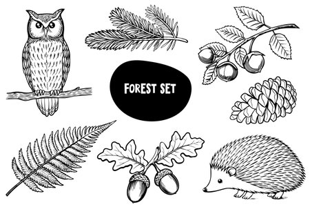 A collection of forest elements including an owl, fern, acorns, pine cone, and a hedgehog. The illustrations are in black and white, showcasing natures details.のイラスト素材