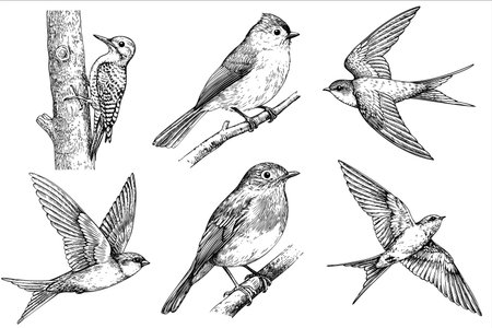 A collection of vintage illustrations featuring various birds. Includes a woodpecker, a flycatcher, and swallows in different poses. Black and white sketches.のイラスト素材