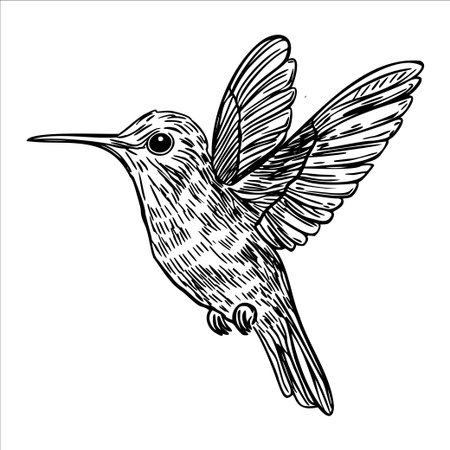 A detailed illustration of a hummingbird in flight. The bird has a slender body, long beak, and vibrant wings, showcasing its unique features and agility.のイラスト素材