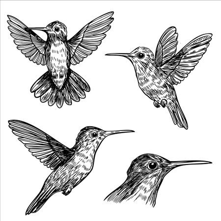 Four detailed sketches of hummingbirds in various poses. The illustrations showcase their unique features and wing positions, emphasizing their agility and beauty.のイラスト素材