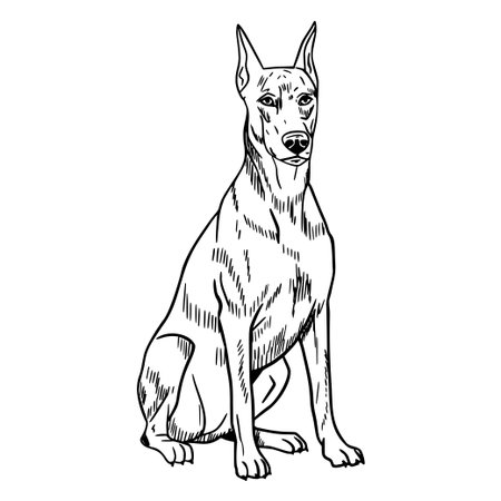 A detailed illustration of a sitting Doberman dog. The dog has a sleek body, pointed ears, and a confident expression. It is depicted in a realistic style.のイラスト素材