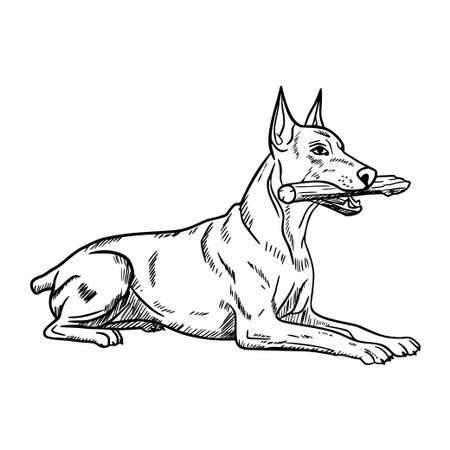 A sketch of a dog lying down with a stick in its mouth. The dog has a muscular build and a short coat, showcasing its playful demeanor.のイラスト素材