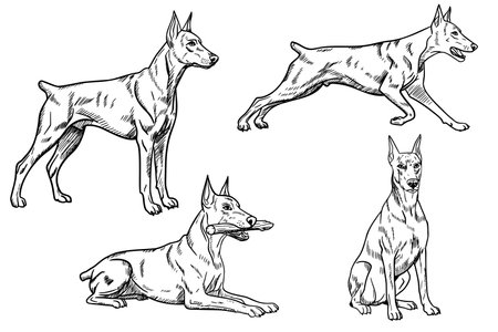 Four sketches of a Doberman dog in various poses, showcasing its athletic build and alert demeanor. The illustrations highlight the breeds distinctive features.のイラスト素材