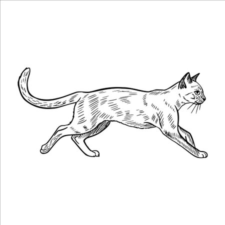 A sketch of a domestic cat walking gracefully. The cat has a slender body, pointed ears, and a long tail. Its fur is depicted with fine lines, showcasing its agility.のイラスト素材