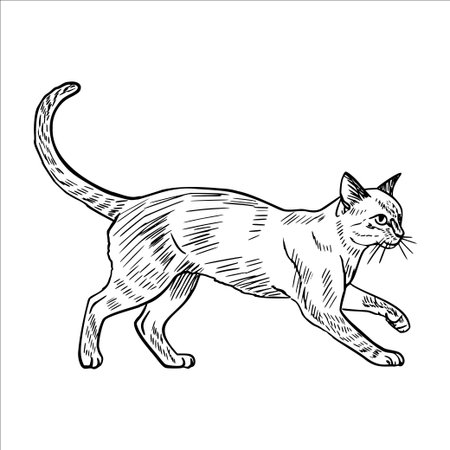 A sketch of a walking domestic cat with a slender body and long tail. The cat has distinct markings and an alert expression, showcasing its graceful movement.のイラスト素材