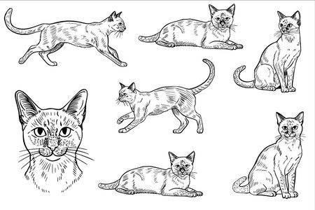 A collection of hand-drawn sketches of cats in various poses. The cats are depicted in a realistic style, showcasing their features and movements.のイラスト素材