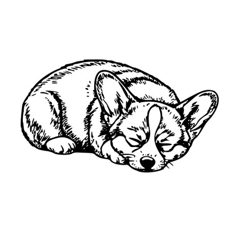 Sleeping corgi dog in black and white hand-drawn sketch styleのイラスト素材