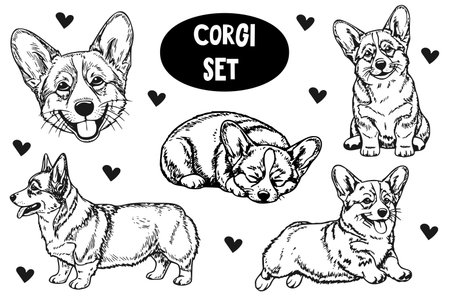 Cute corgi set in black and white hand-drawn style with multiple dog poses and small decorative heartsのイラスト素材