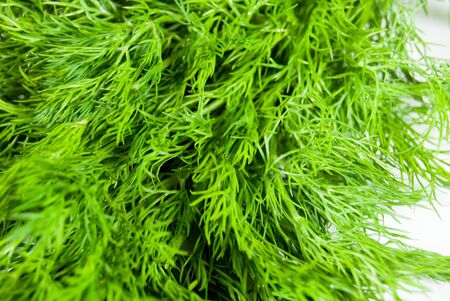 Fresh green dill close-upの写真素材