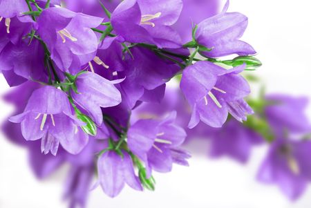 blue campanulas isolated over whiteの写真素材