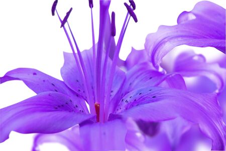 blue flower closeupの写真素材