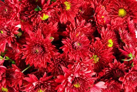Red flowers chrysanthemum macro closeup. の写真素材
