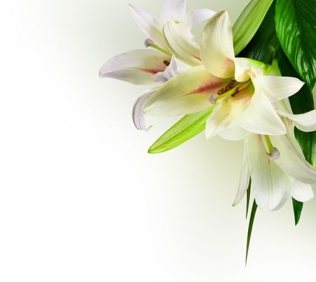white flowers lily with green leaf on white の写真素材