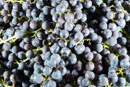 Background from large juicy blue berry grape の写真素材