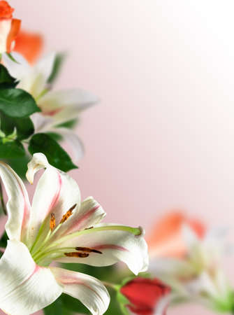 white flowers lily with green leaf and red rose on pink backgroundの写真素材