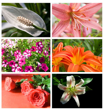 collection different beautiful flowers rose and lilyの写真素材