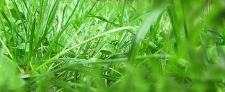 background from green grass 
