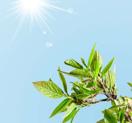 Green sprout tree stretch to sun and sky