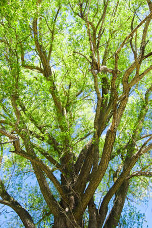 Green tree on background blue skyの写真素材