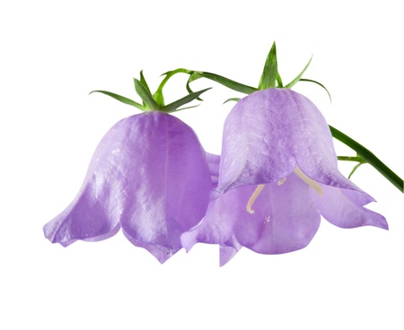 blue campanulas isolated over whiteの写真素材