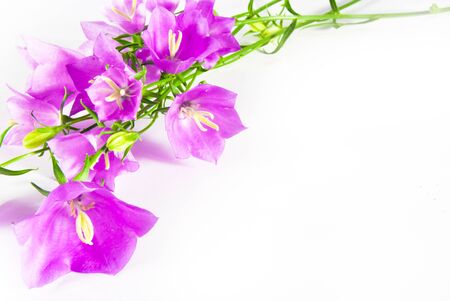 Pink flowers campanula on white backgroundの写真素材