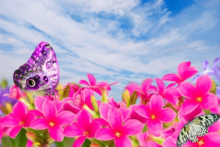 butterfly on  pink flowers on background sky blueの写真素材