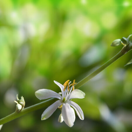  flower Chlorophytum blurred on a green の写真素材
