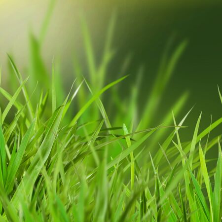 Grass on green background