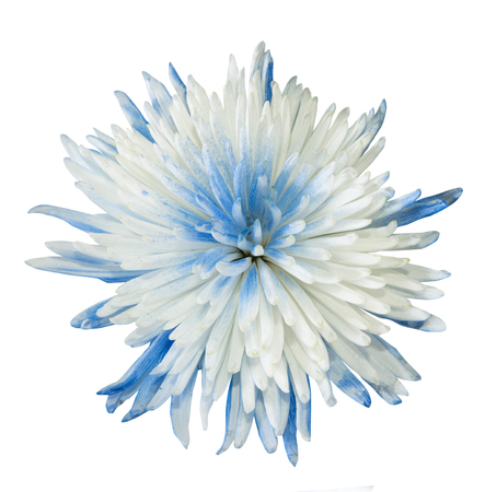 Blue chrysanthemum flower isolated on whiteの写真素材