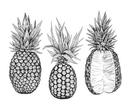 A set of pineapples. Hand-drawn in the sketch style. Graphics. Engravingの写真素材