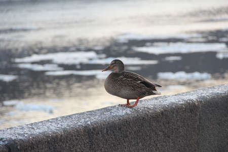 Winter duck alone on embankment grey wallの写真素材