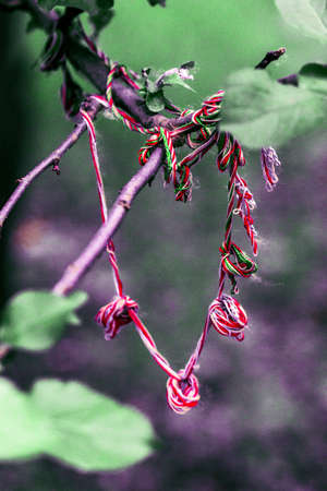 Symbol of love and friendship on the treeの写真素材
