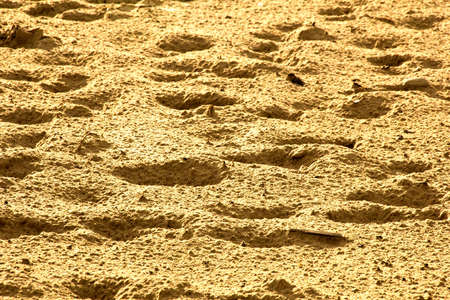 Big footprints in wet sand sunny dayの写真素材