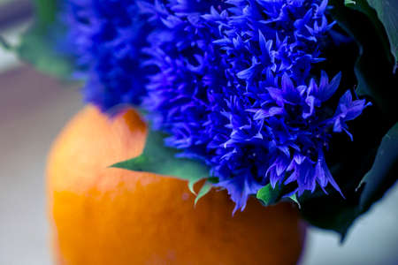 Big young blue cornflowers near big orangeの写真素材
