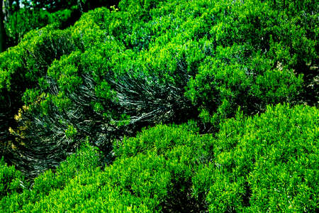 Big thickets of green fresh sunny rosemaryの写真素材