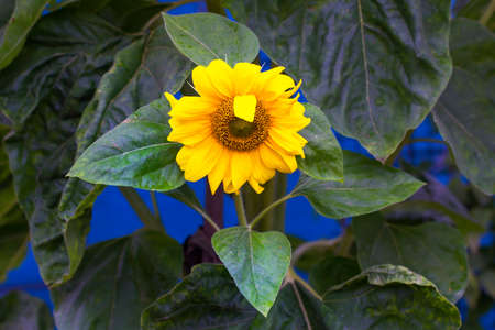 Big yellow sunflower with fresh green leavesの写真素材