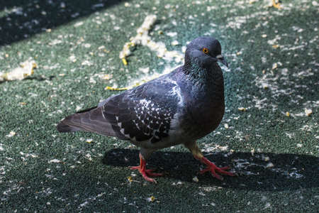 Grey pigeon on dark ground in sunny dayの写真素材