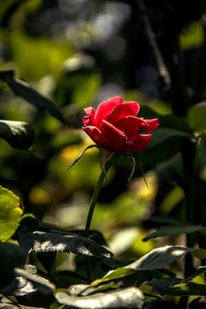 Red rose at green leaves in sunny dayの写真素材