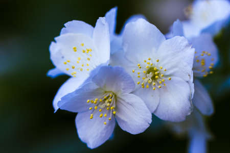 Blooming white jasmine in evening fresh atmosphereの写真素材