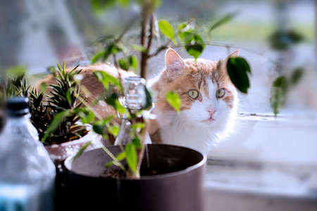 Young red white cat between sunny framesの写真素材