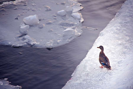 Young duck on ice winter river alone の写真素材