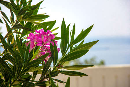 Nice beach sunny day with rose flowers