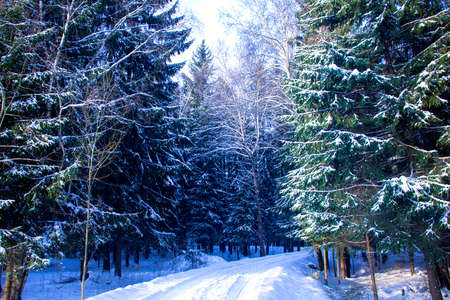 Sunny day in winter snow blue forestの写真素材