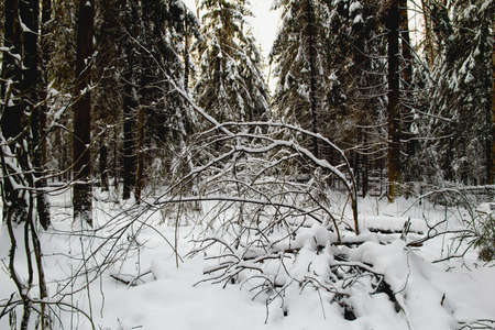 White snow in winter deep silence forestの写真素材