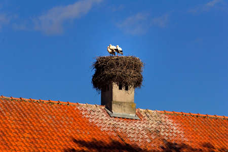 Three storks on the roof at sunny summer dayの写真素材