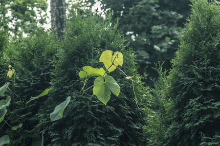 Green young leaves on thuja in summer sunny day