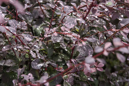 Rain drops on summer multi colours bushes