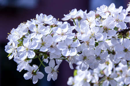 White flowers in blooming of cherry at spring