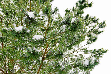 Pine branches in the snow bright day 