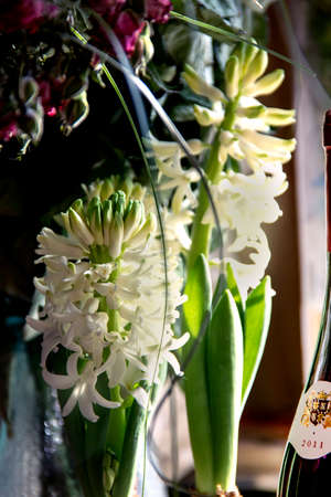 White hyacinths and wine at sunny day